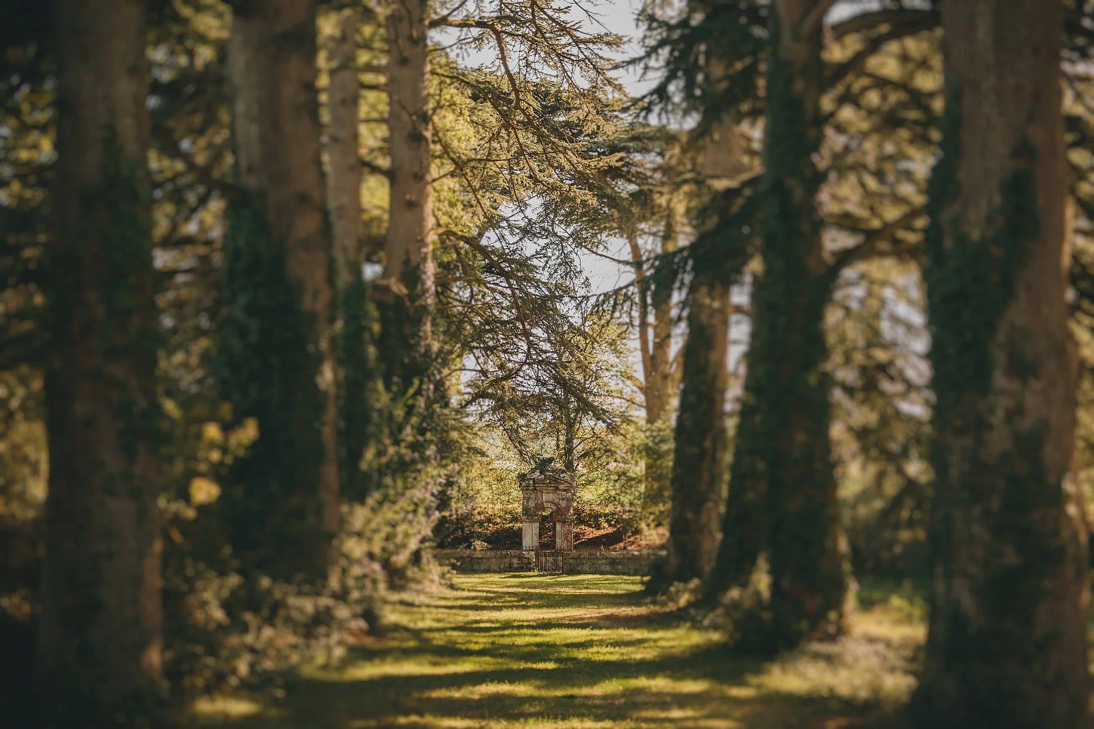 The tree-lined avenue